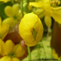 Cassia fistula L.